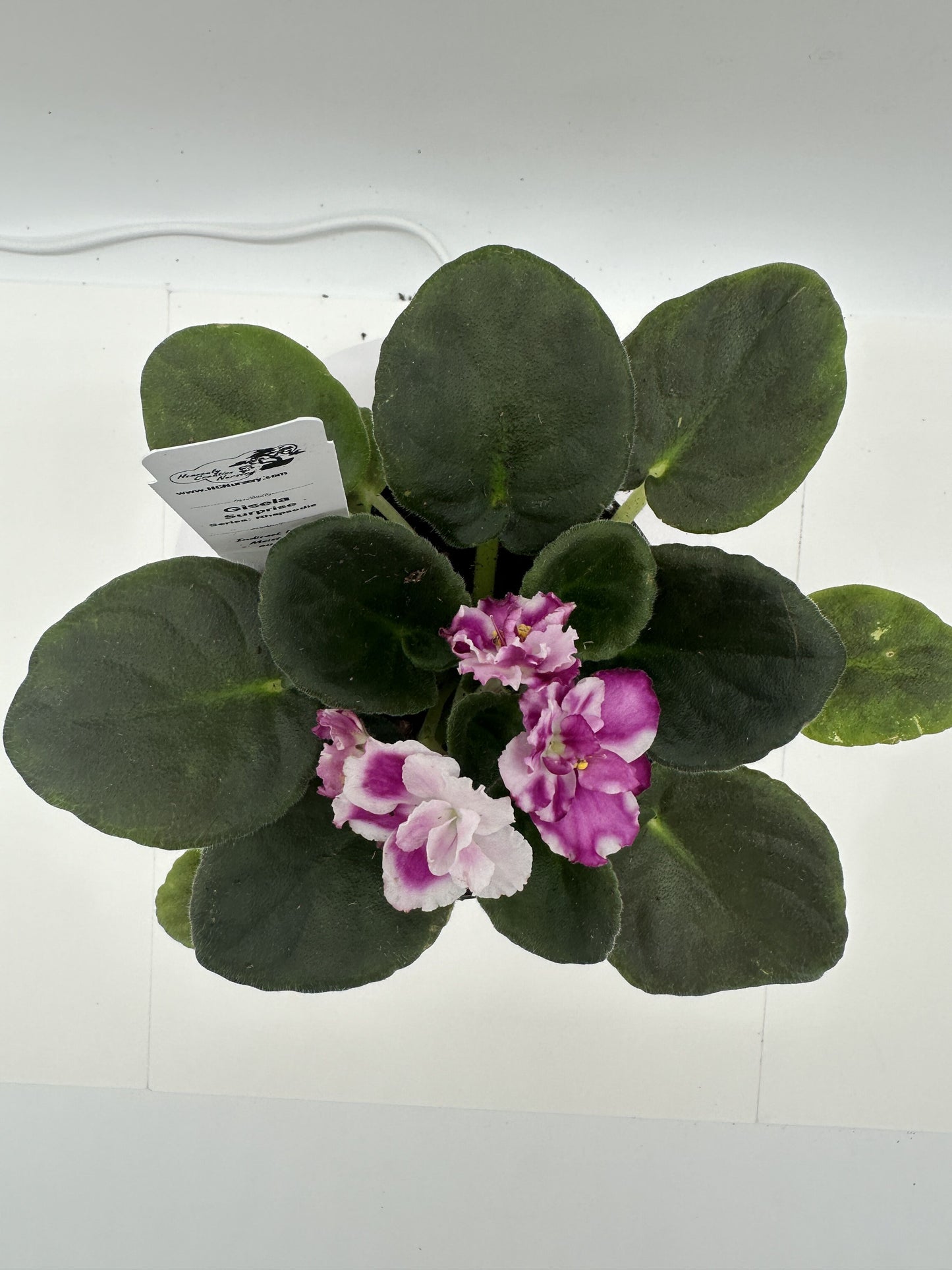 Gisela - Surprise - Live African Violet 4" - Series: Rhapsodie