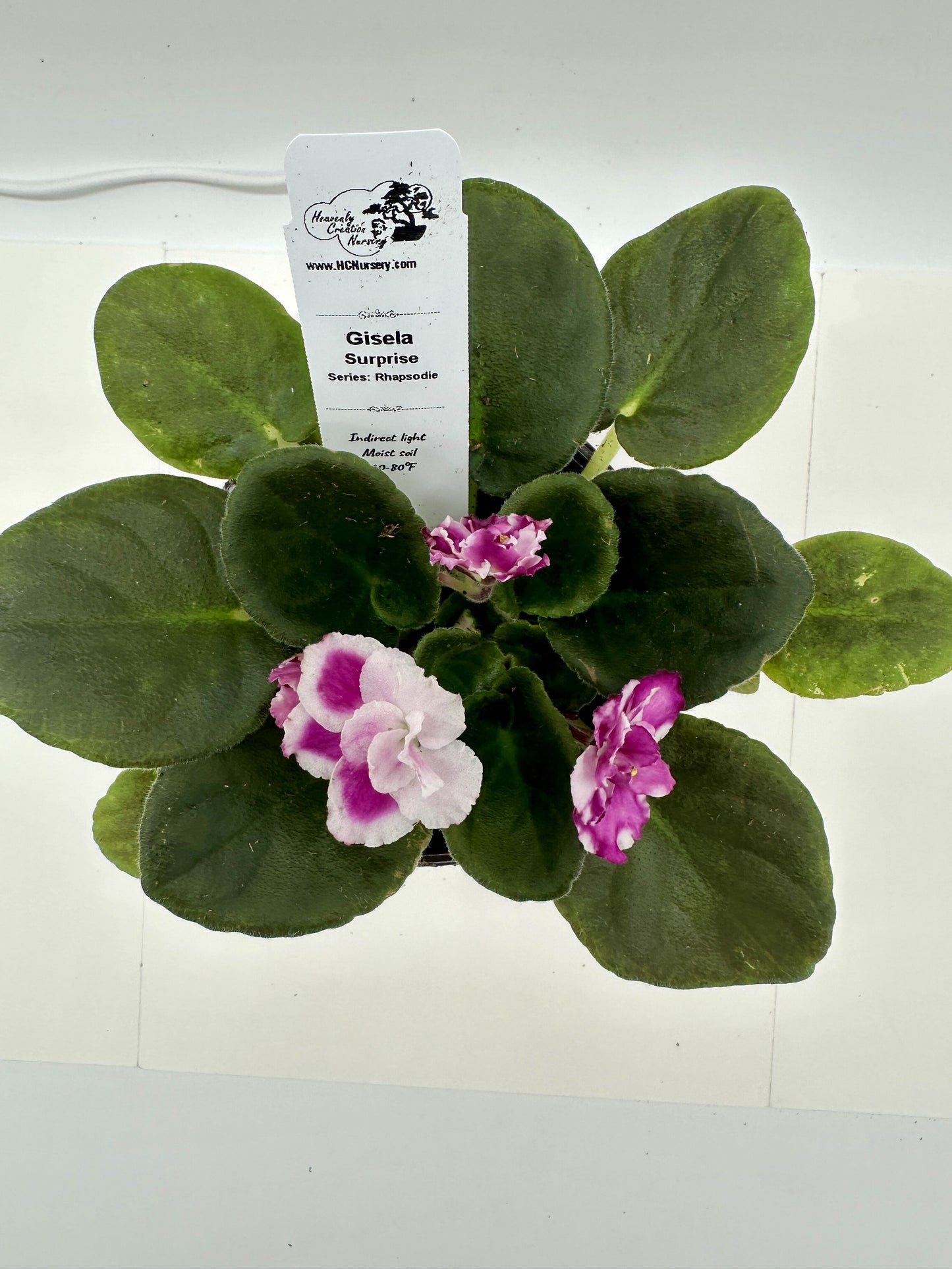 Gisela - Surprise - Live African Violet 4" - Series: Rhapsodie
