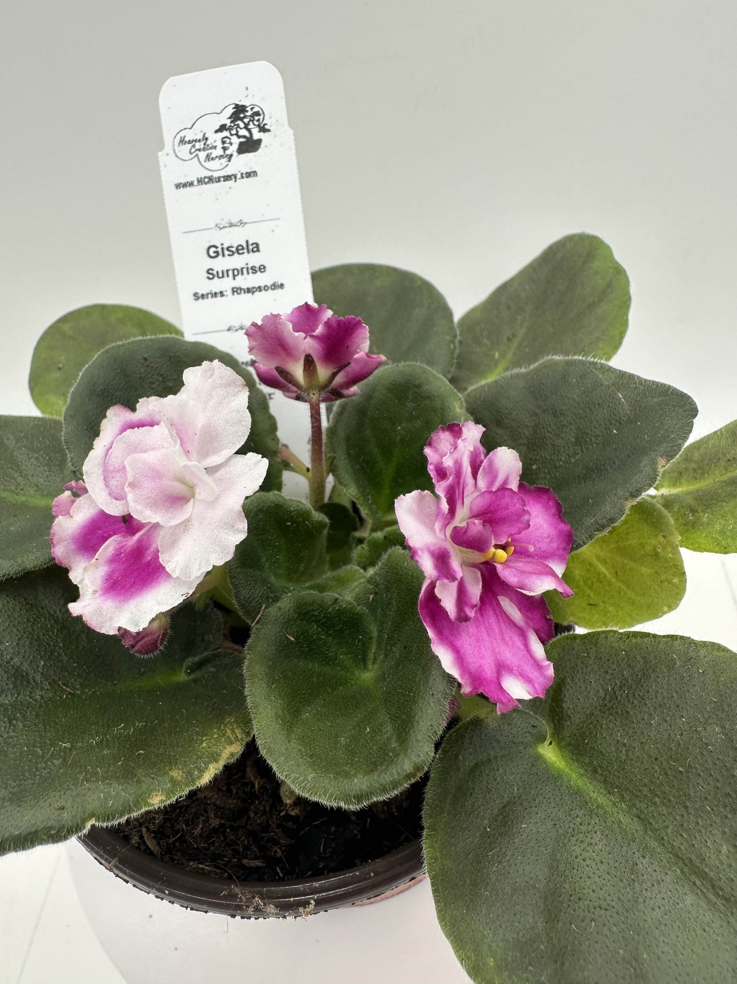 Gisela - Surprise - Live African Violet 4" - Series: Rhapsodie