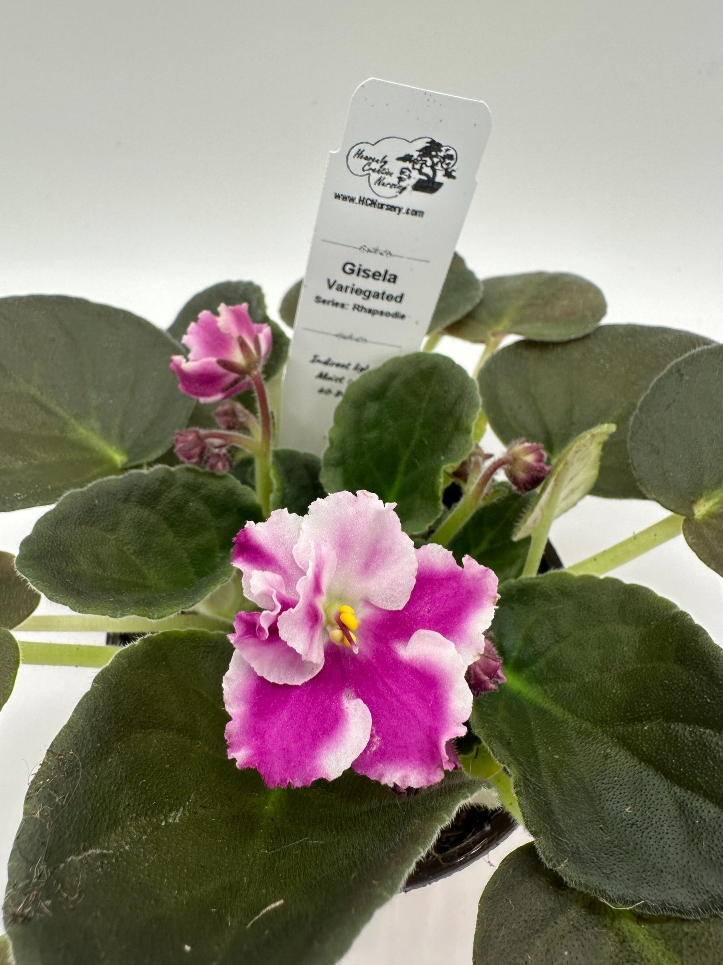 Gisela - Variegated - Live African Violet 4" - Series: Rhapsodie
