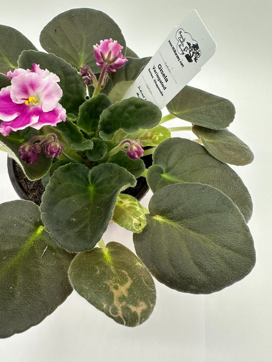 Gisela - Variegated - Live African Violet 4" - Series: Rhapsodie