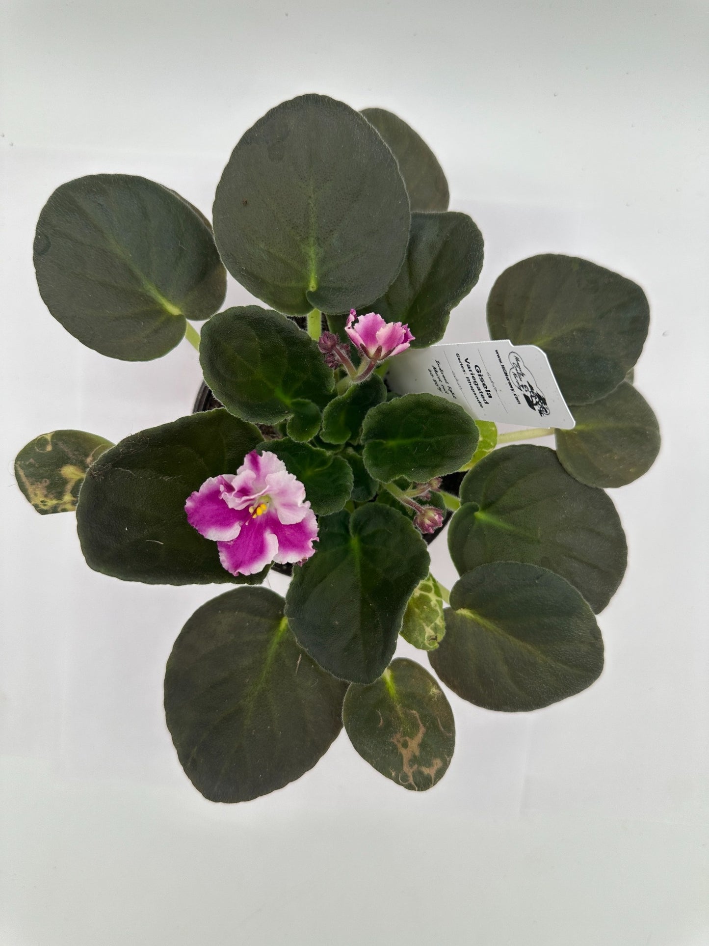 Gisela - Variegated - Live African Violet 4" - Series: Rhapsodie