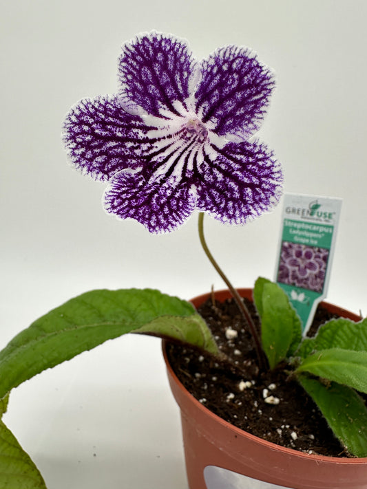 Grape Ice Streptocarpus Ladyslipper (Cape Primrose) Live Plant in 4" nursery pot