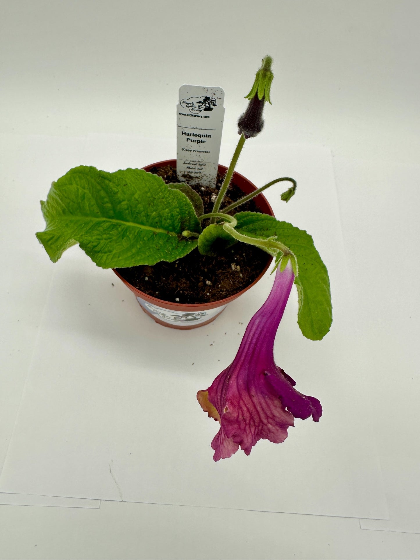 Harlequin Purple Streptocarpus (Cape Primrose) Live Plant in 4" nursery pot