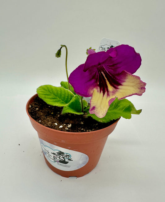 Harlequin Purple Streptocarpus (Cape Primrose) Live Plant in 4" nursery pot