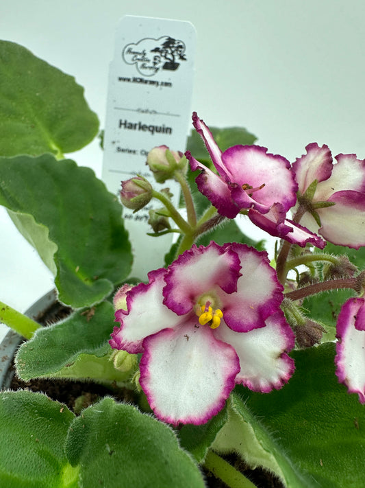 Harlequin - Live African Violet 4" - Series: Optimara