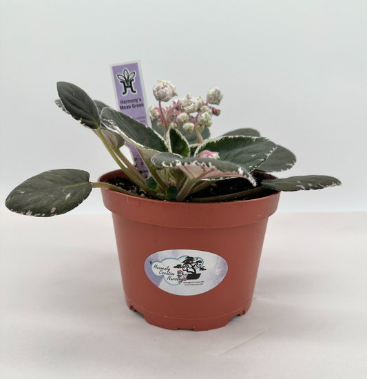Harmony's Mean Green - Live African Violet 6"