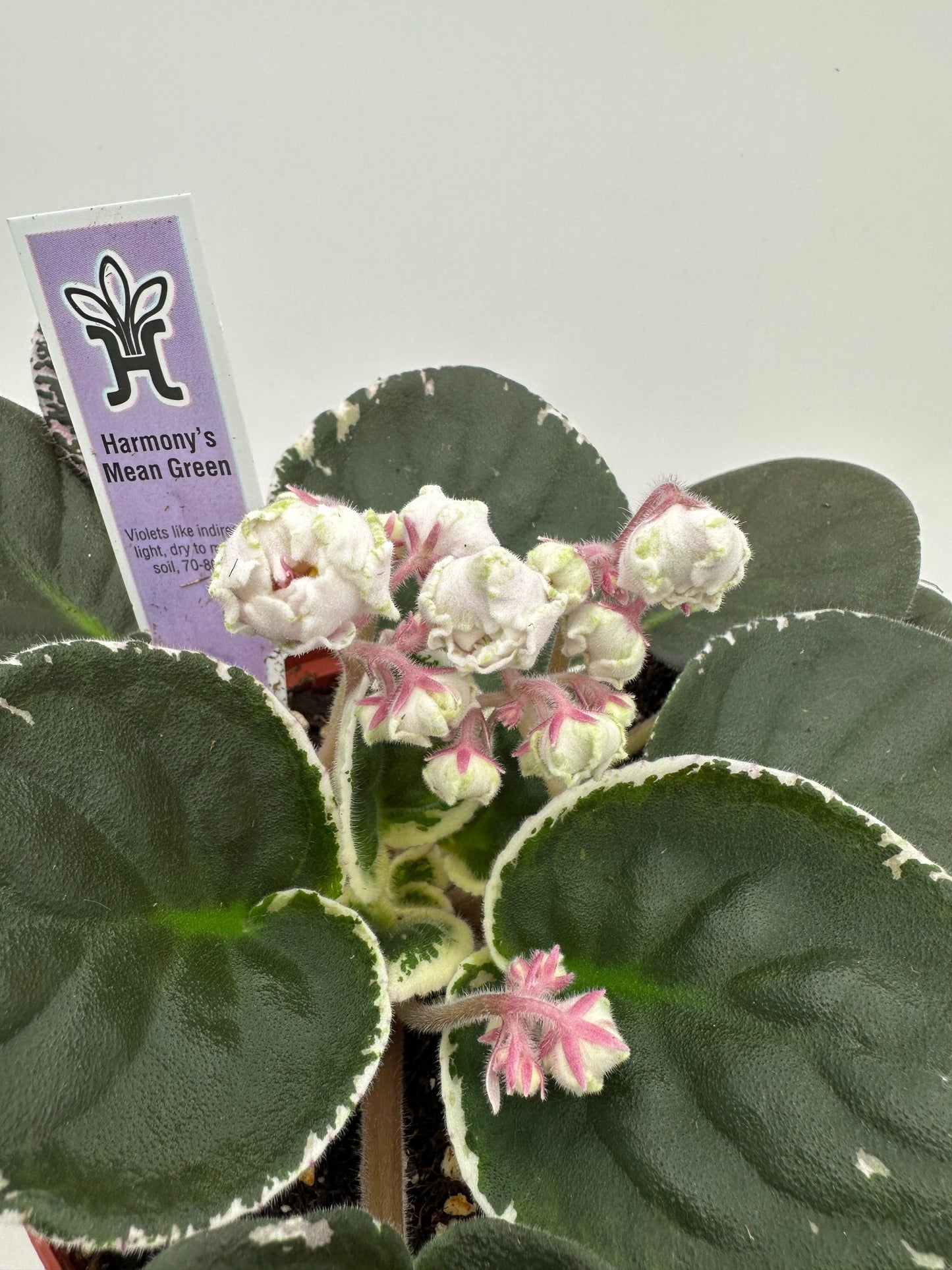 Harmony's Mean Green - Live African Violet 6"