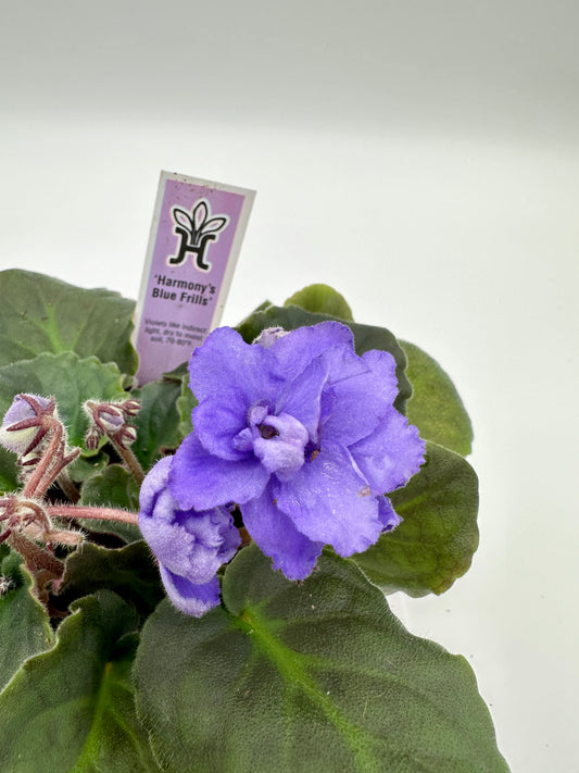 Harmony's Blue Frills - Live African Violet 4"