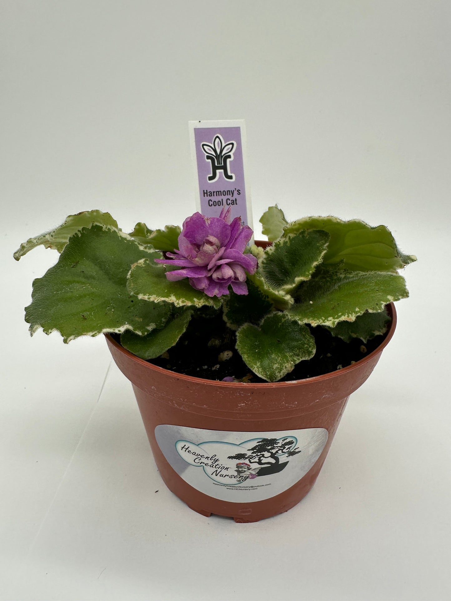 Harmony's Cool Cat - Live African Violet 4"