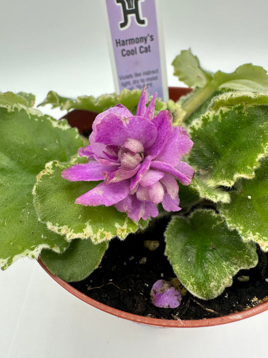 Harmony's Cool Cat - Live African Violet 4"