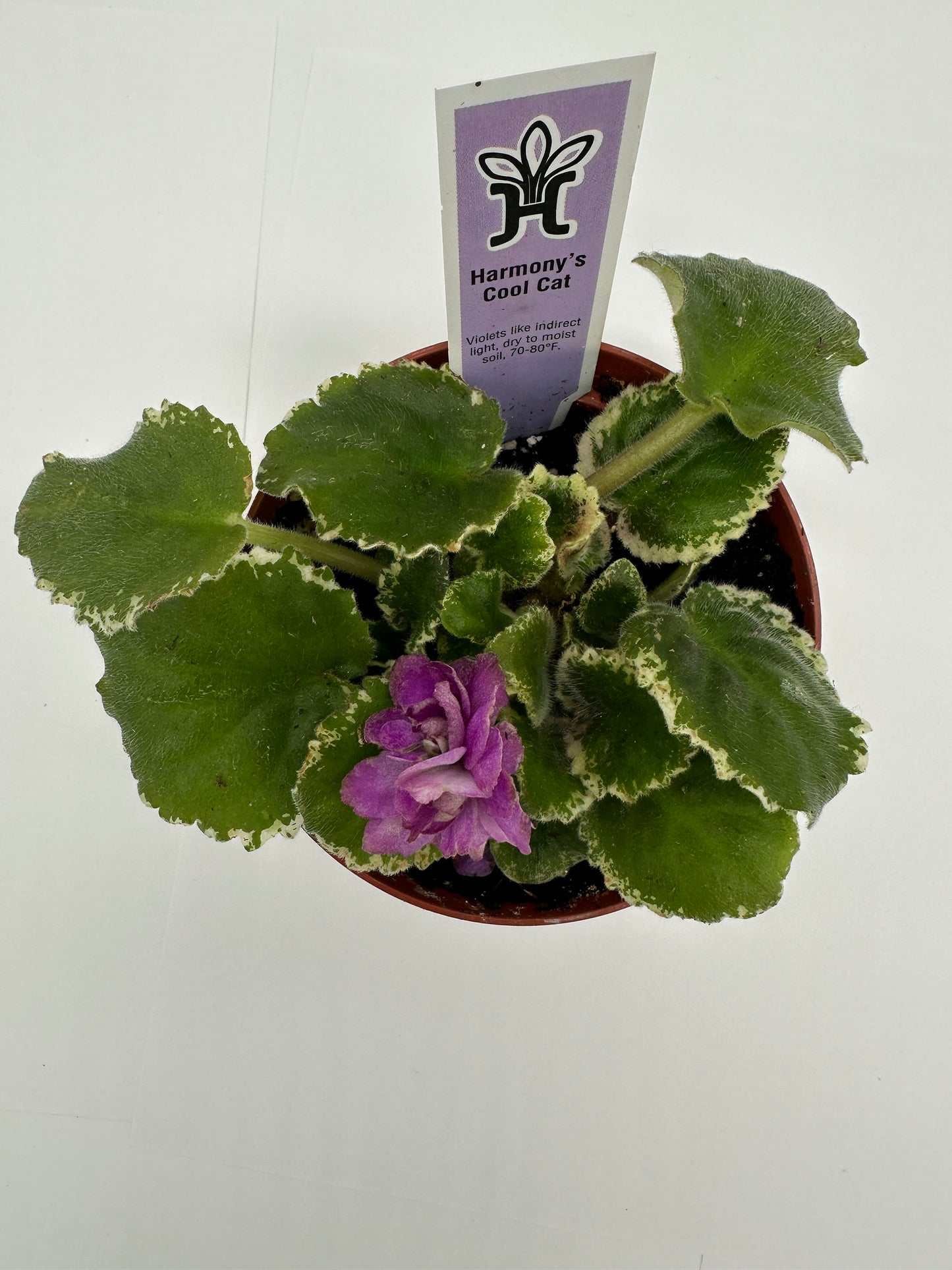 Harmony's Cool Cat - Live African Violet 4"