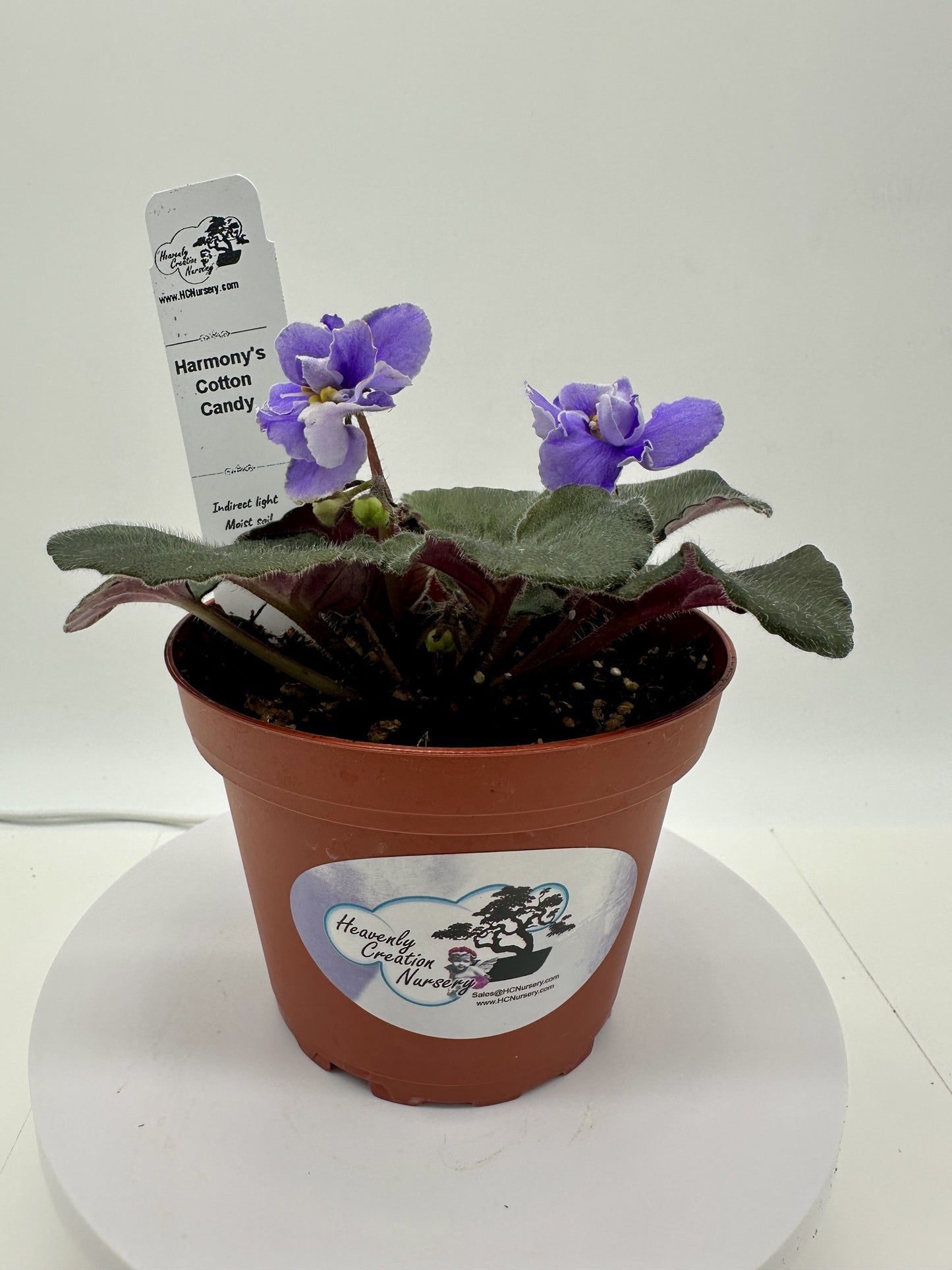 Harmony's Cotton Candy - Live African Violet 4"
