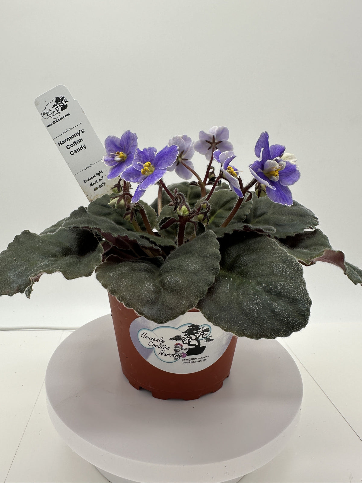 Harmony's Cotton Candy - Live African Violet 4"