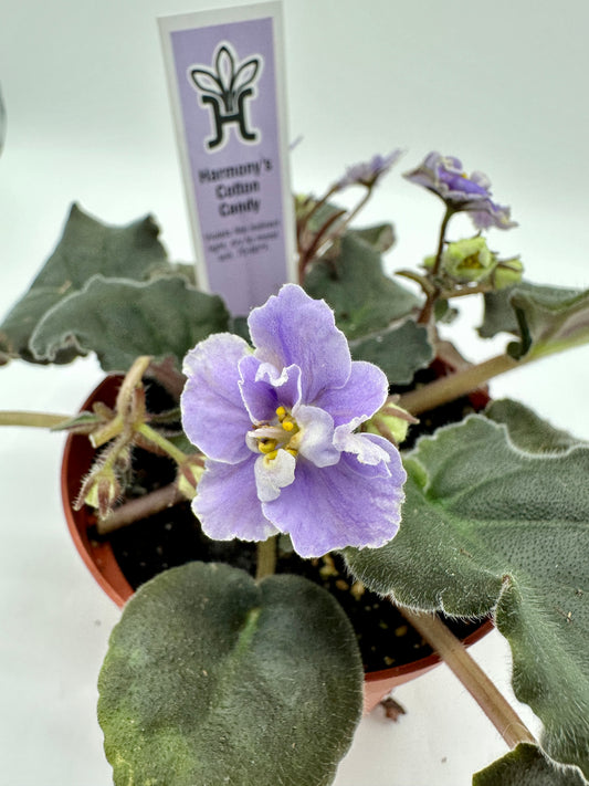 Harmony's Cotton Candy - Live African Violet 4"