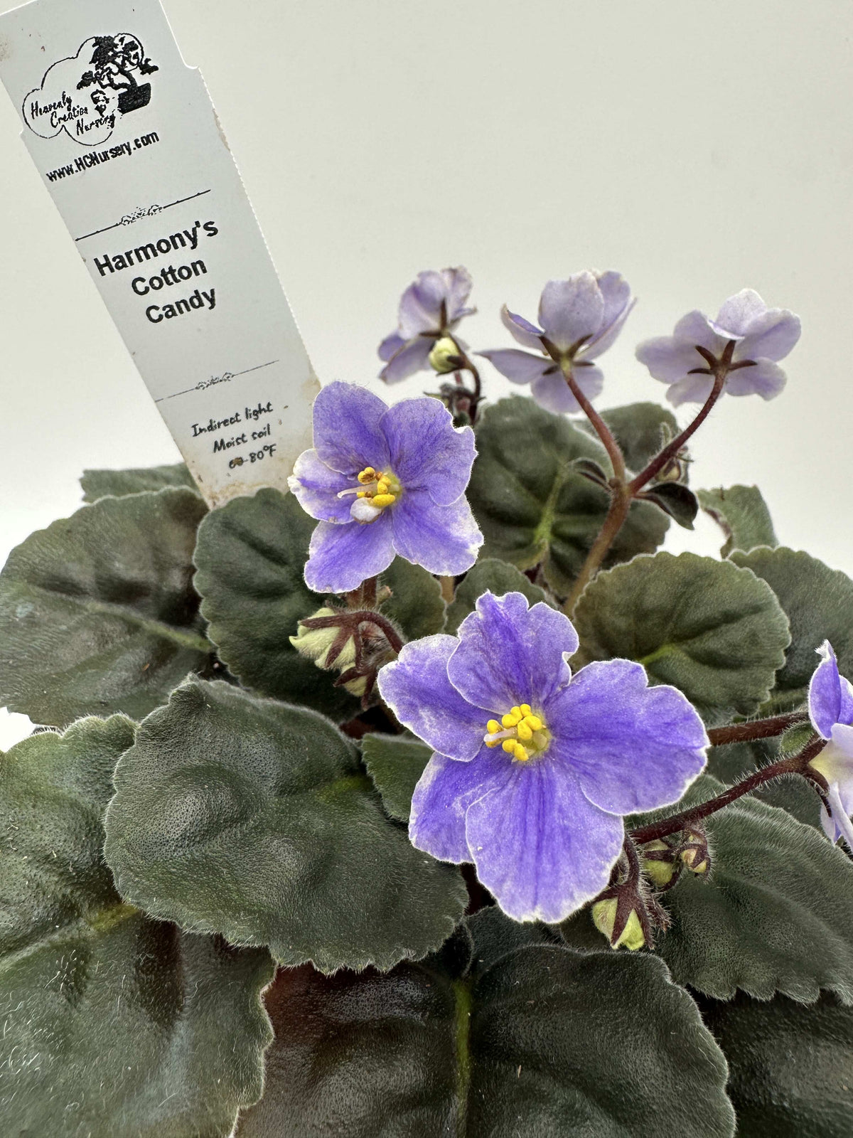 Harmony's Cotton Candy - Live African Violet 4"