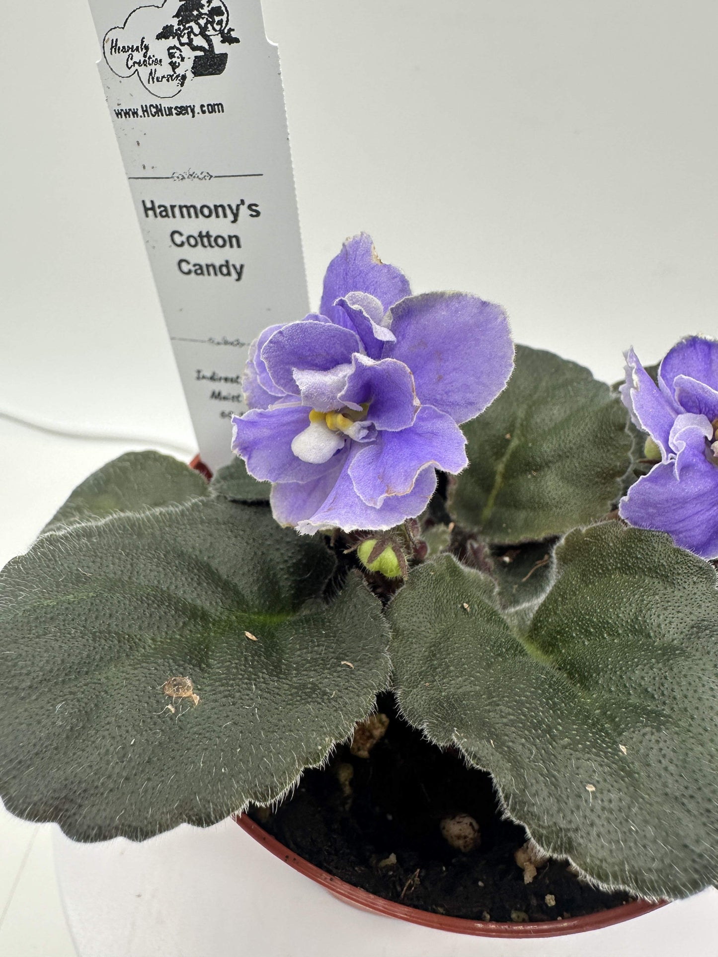 Harmony's Cotton Candy - Live African Violet 4"