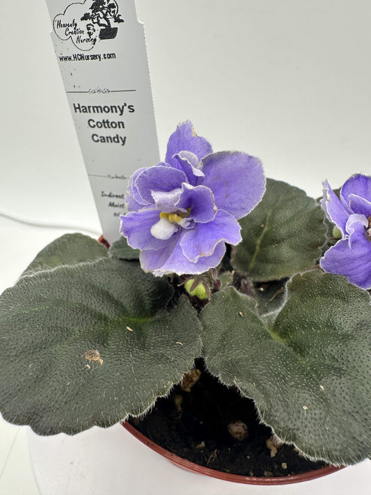 Harmony's Cotton Candy - Live African Violet 4"