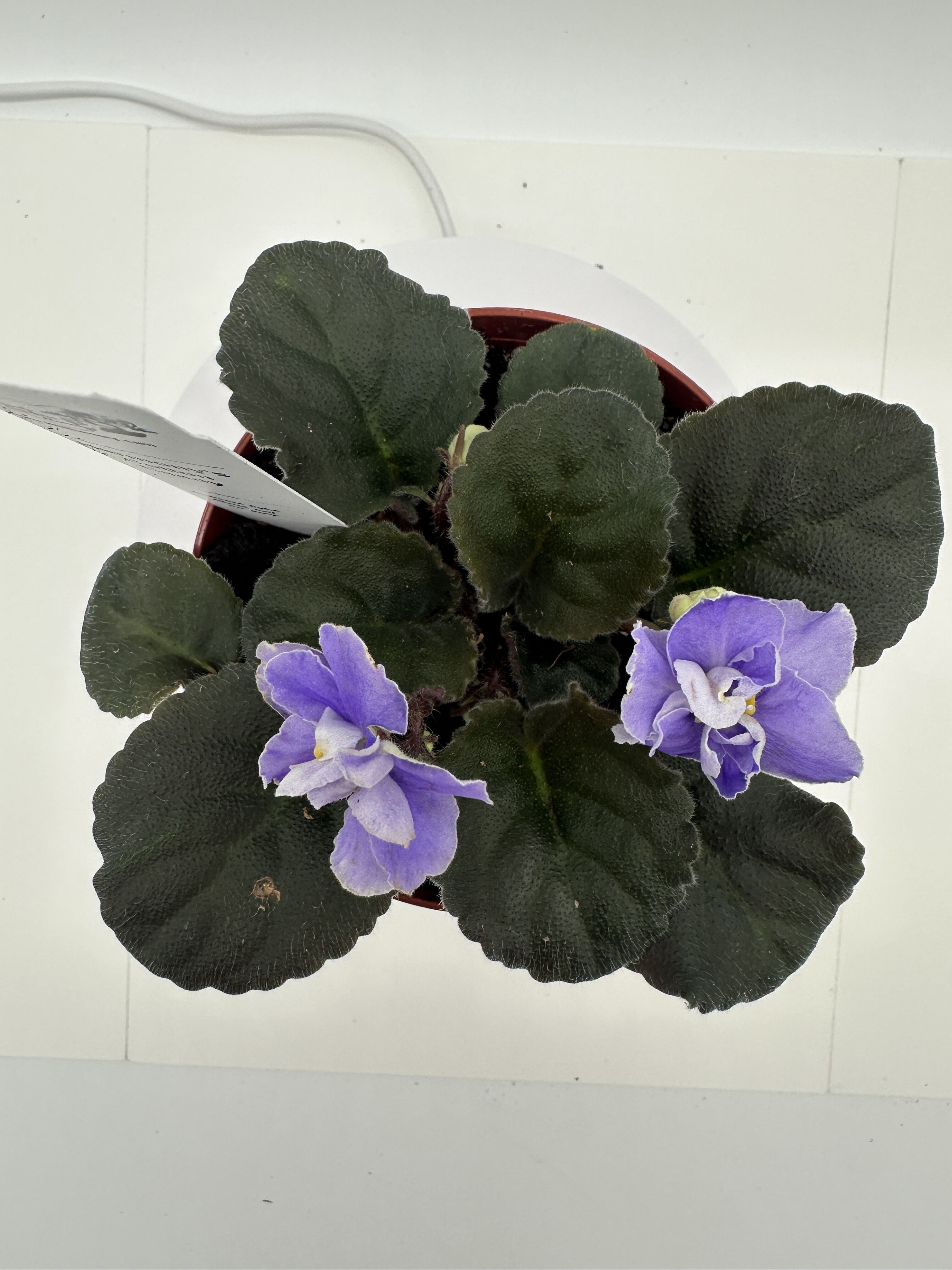 Harmony's Cotton Candy - Live African Violet 4
