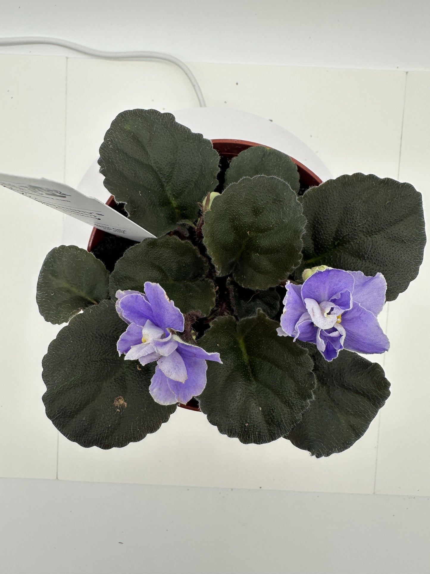 Harmony's Cotton Candy - Live African Violet 4"