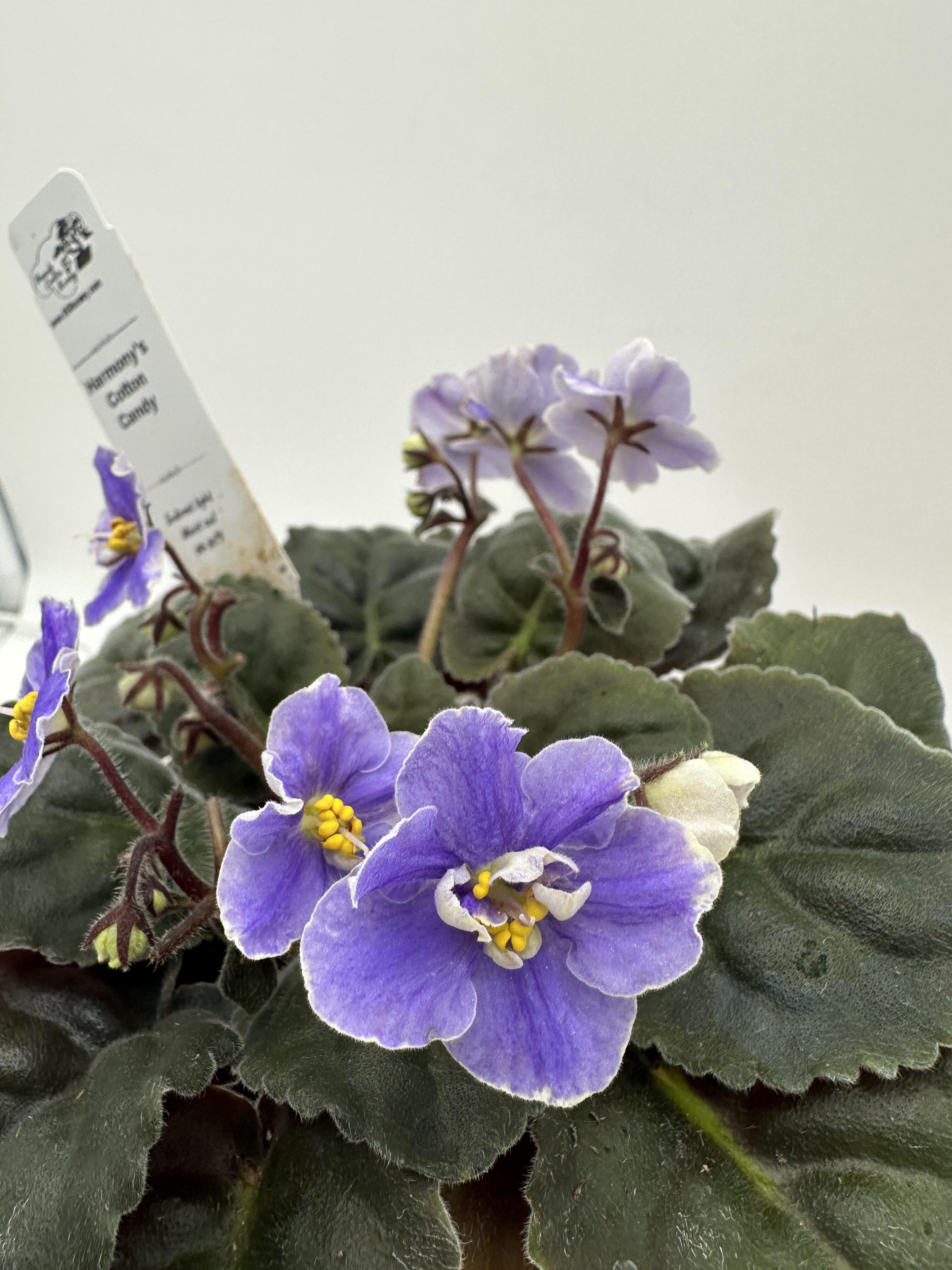 Harmony's Cotton Candy - Live African Violet 4