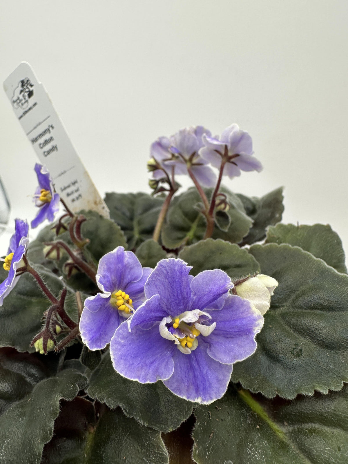 Harmony's Cotton Candy - Live African Violet 4"