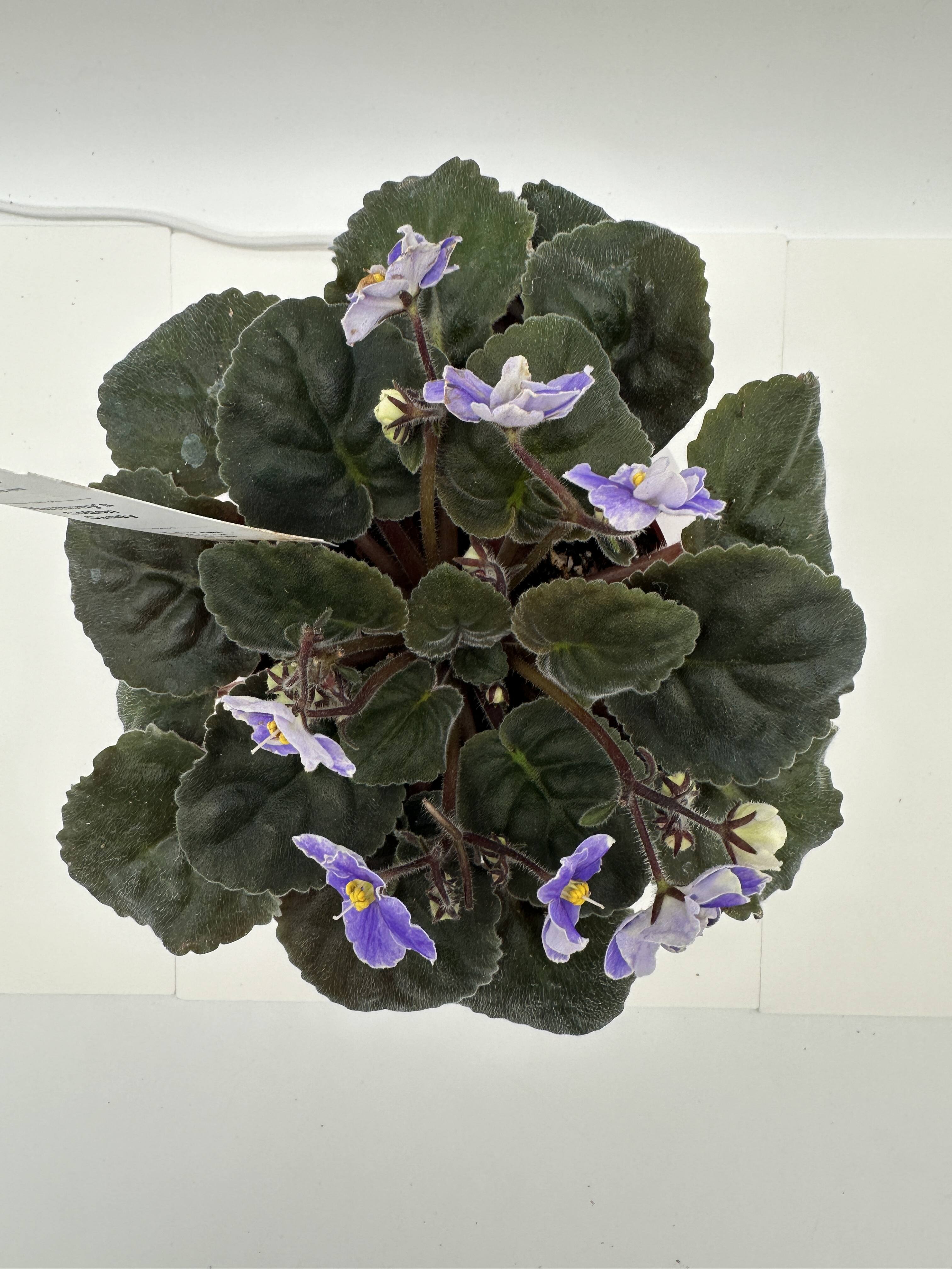 Harmony's Cotton Candy African Violet | HCN – Heavenly Creation
