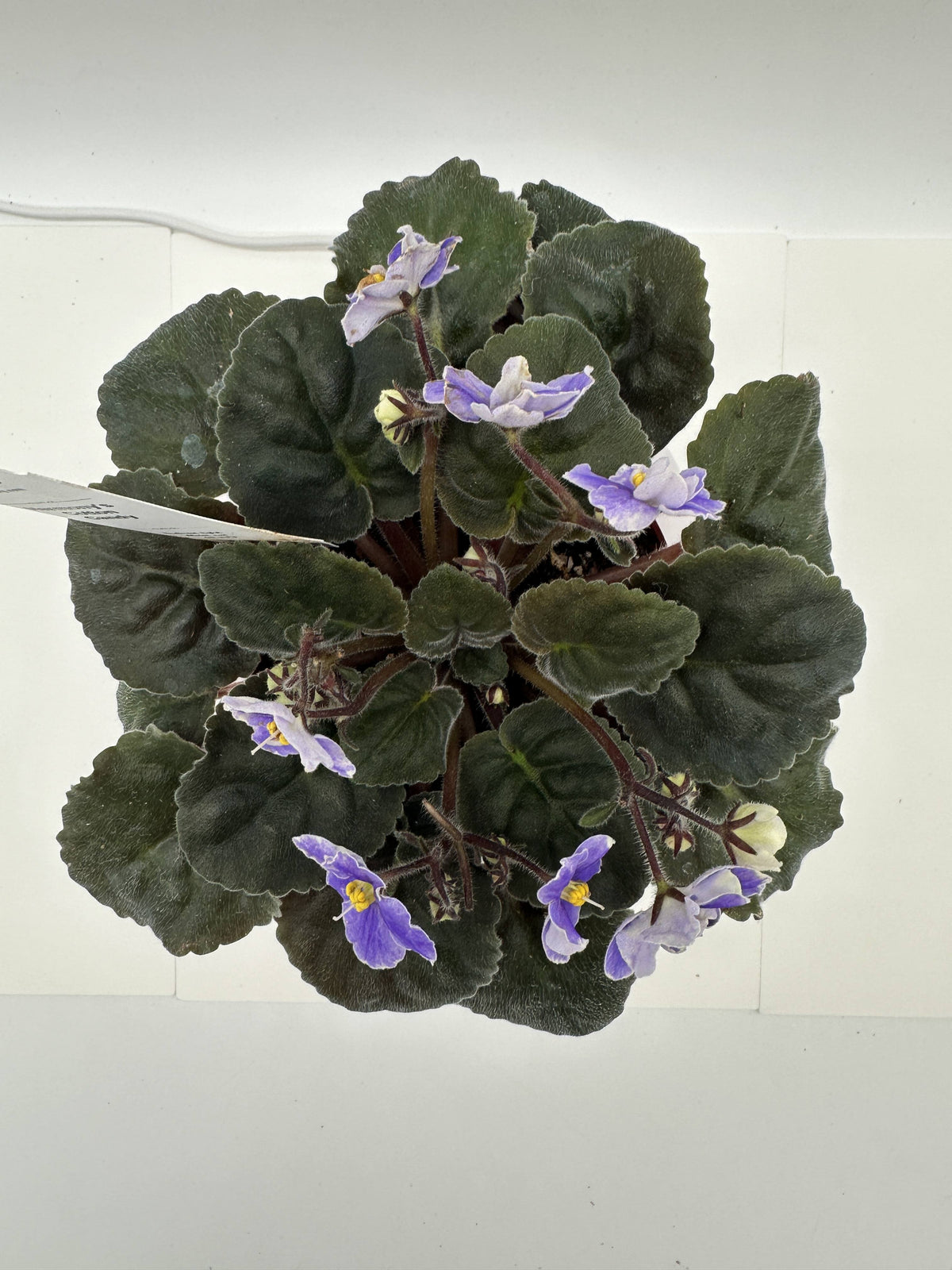 Harmony's Cotton Candy - Live African Violet 4"