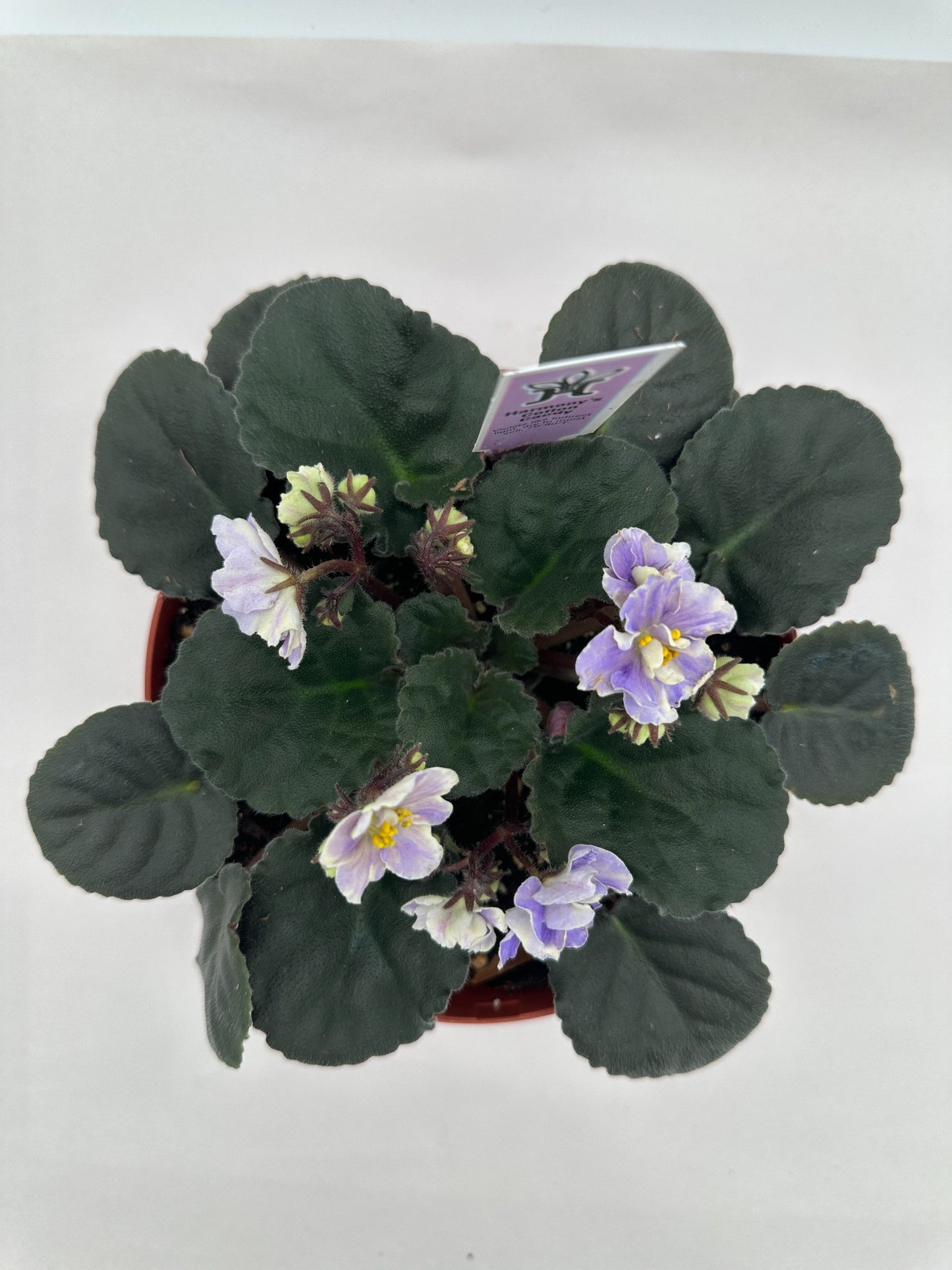 Harmony's Cotton Candy - Live African Violet 6"