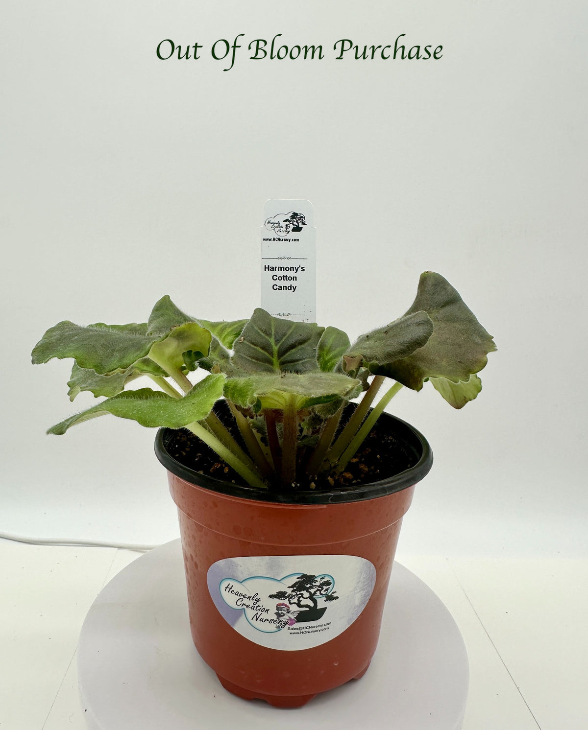 Harmony's Cotton Candy - Live African Violet 4"