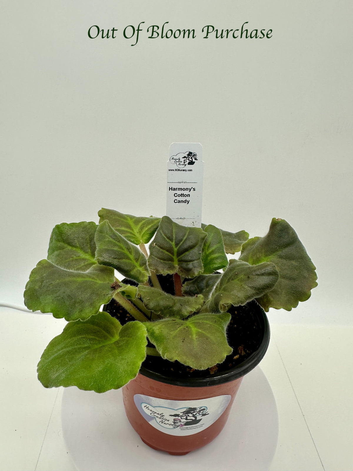 Harmony's Cotton Candy - Live African Violet 4"