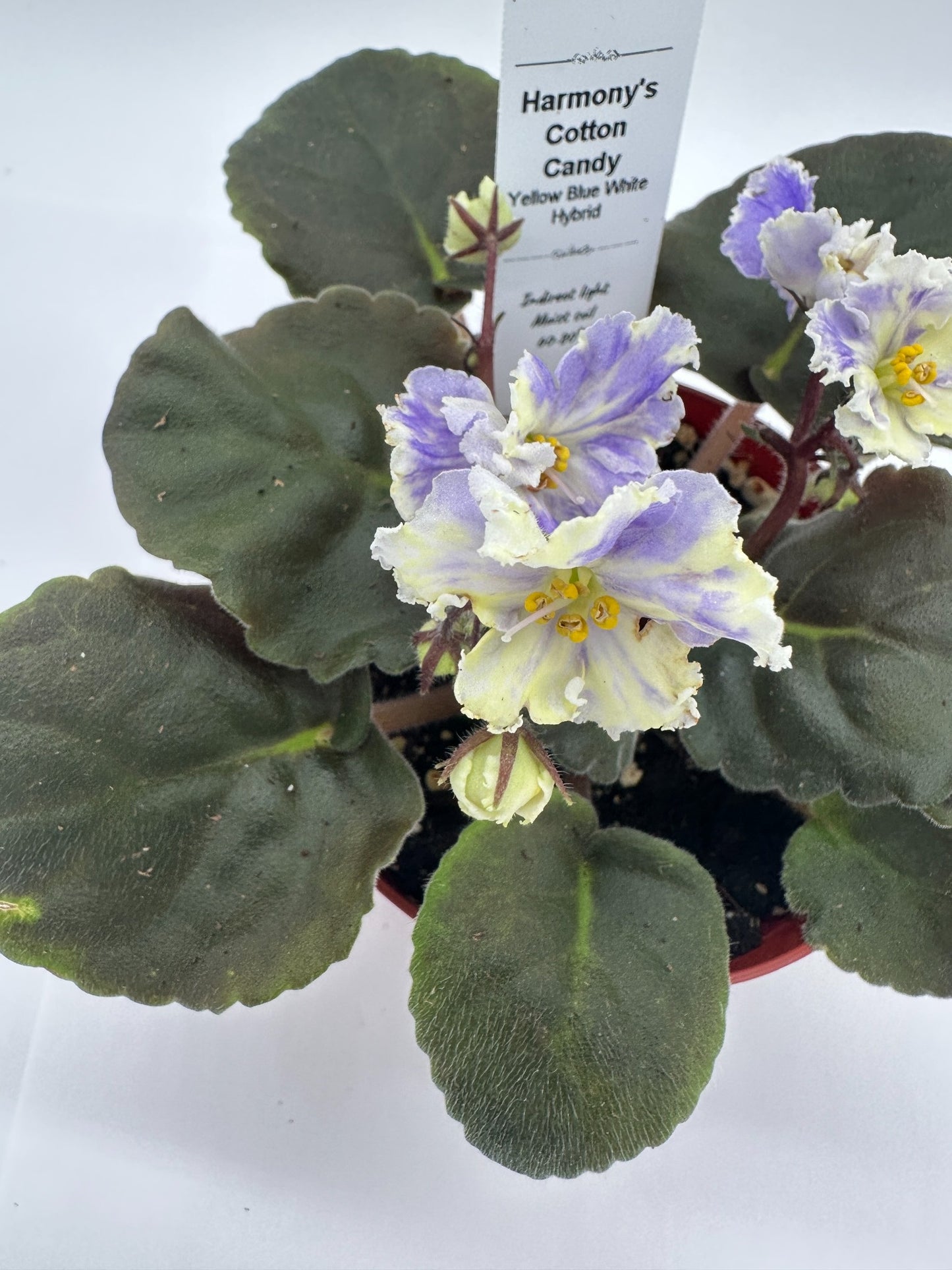 Harmony's Cotton Candy - Yellow Blue White Hybrid - Live African Violet 4"