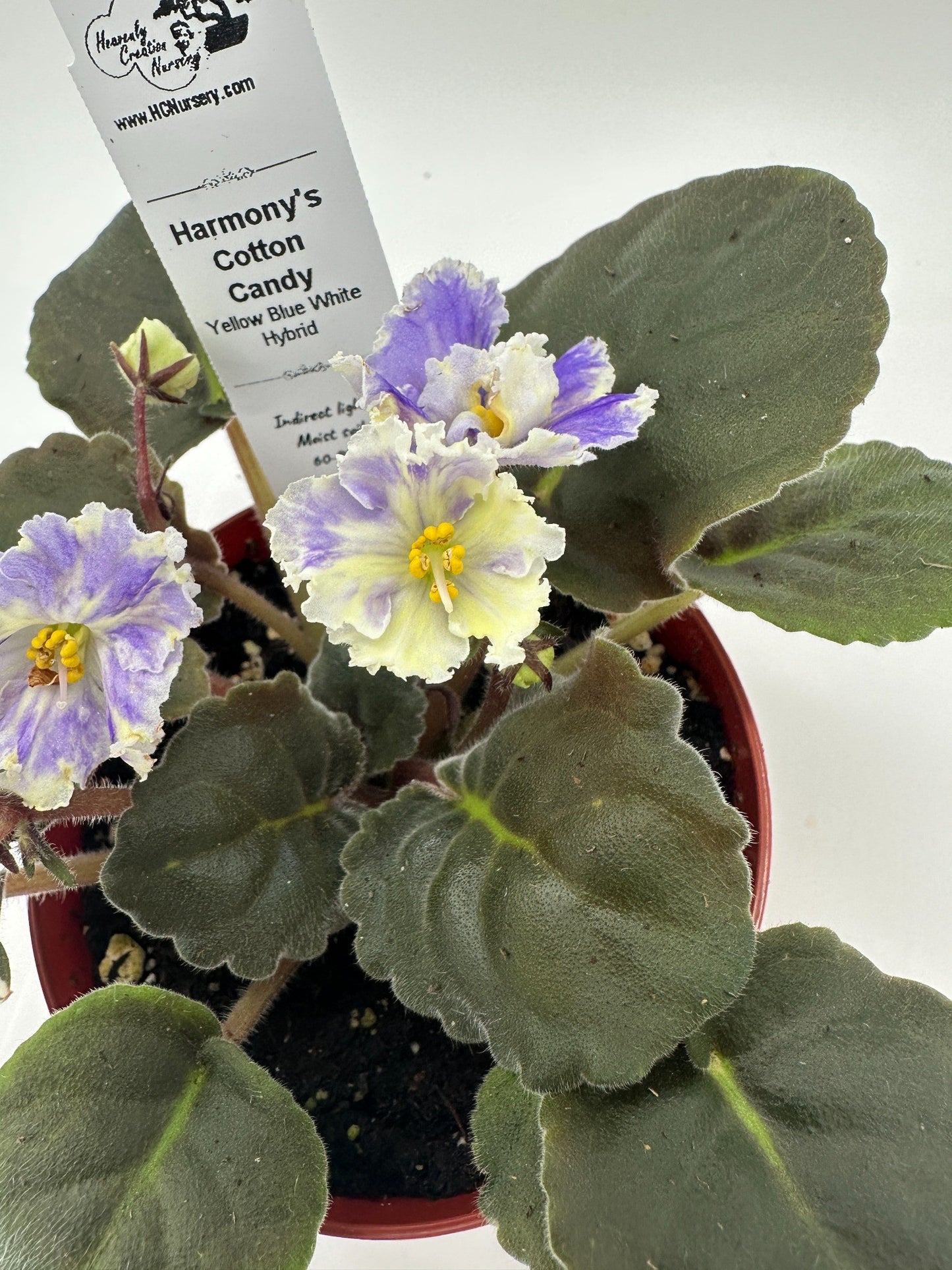 Harmony's Cotton Candy - Yellow Blue White Hybrid - Live African Violet 4"