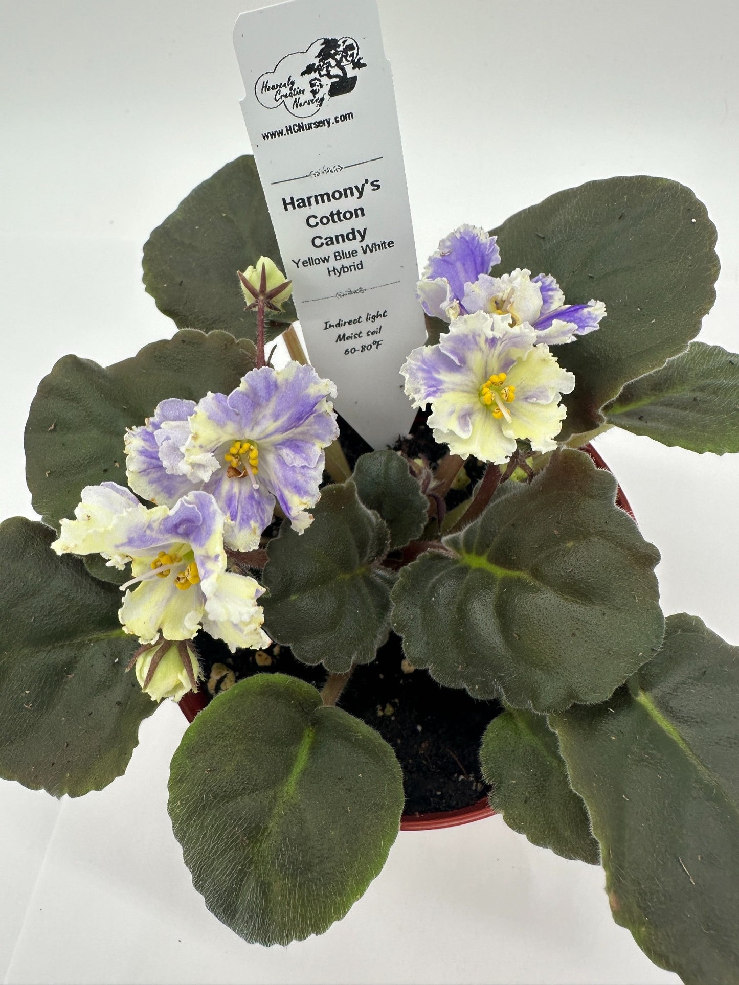 Harmony's Cotton Candy - Yellow Blue White Hybrid - Live African Violet 4"