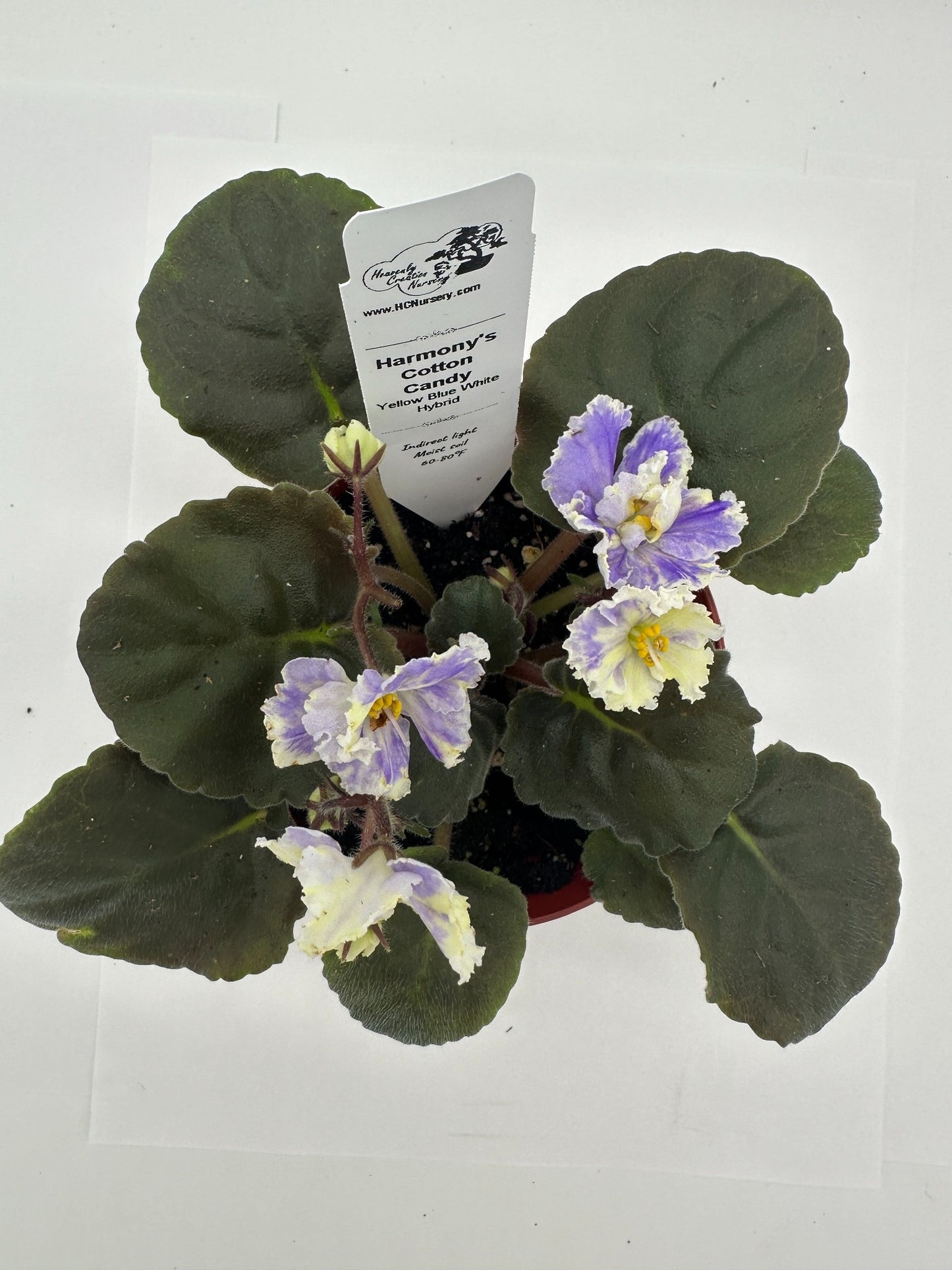 Harmony's Cotton Candy - Yellow Blue White Hybrid - Live African Violet 4"