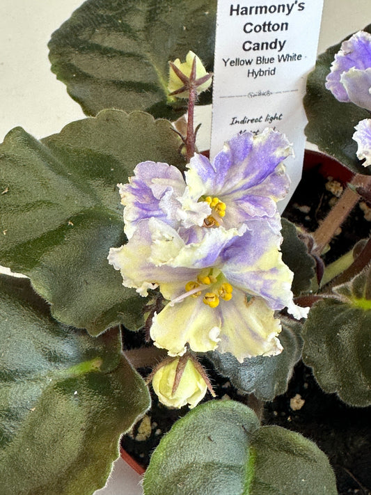 Harmony's Cotton Candy - Yellow Blue White Hybrid - Live African Violet 4"