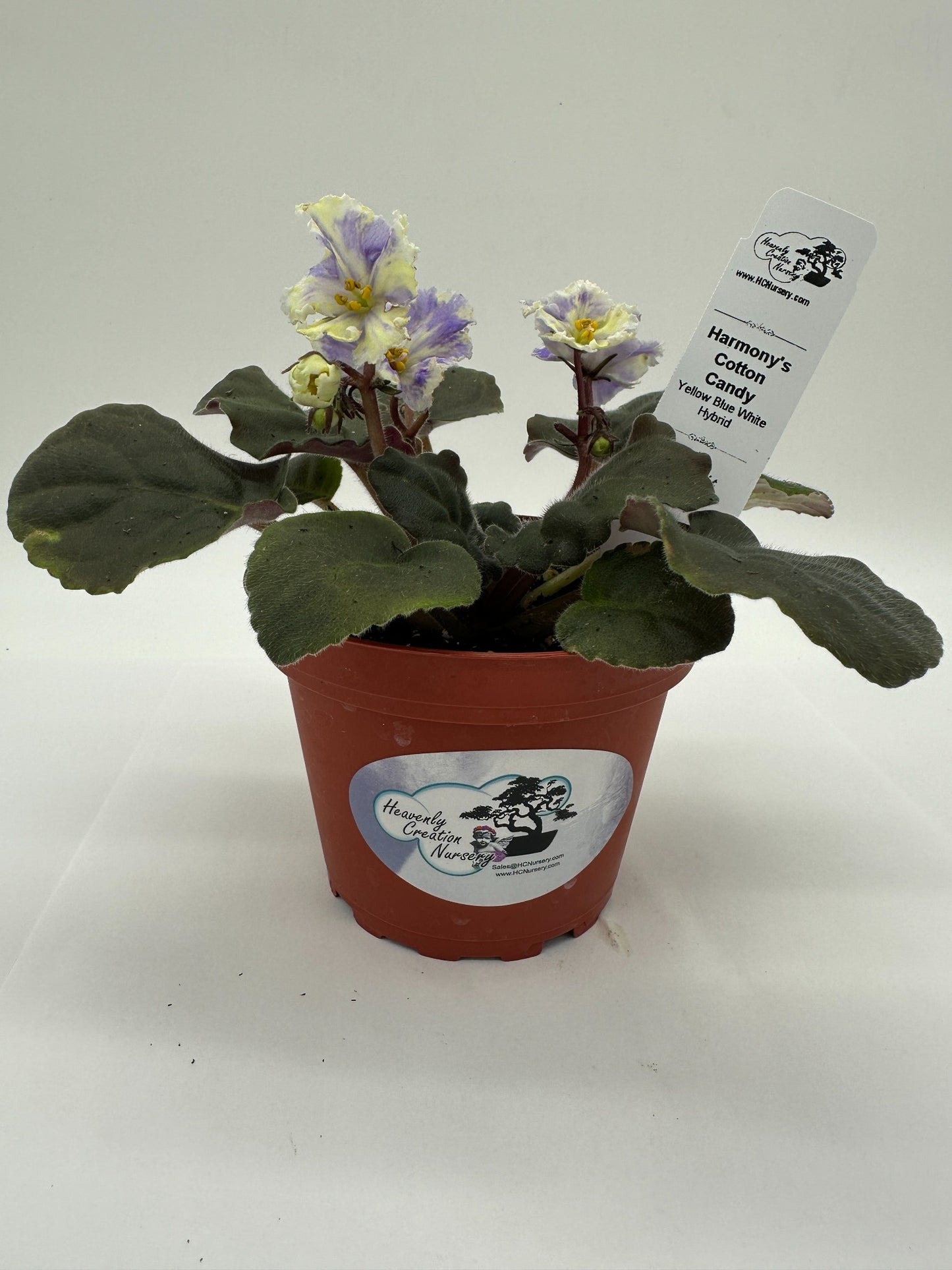 Harmony's Cotton Candy - Yellow Blue White Hybrid - Live African Violet 4"