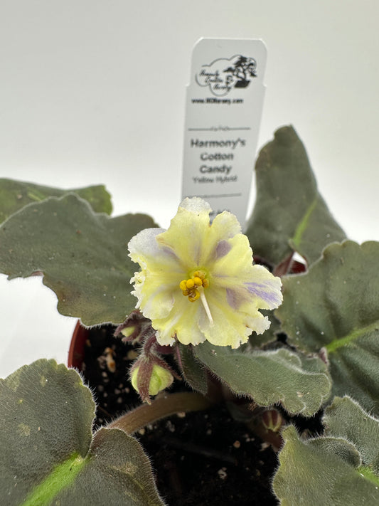 Harmony's Cotton Candy - Yellow Hybrid - Live African Violet 4"