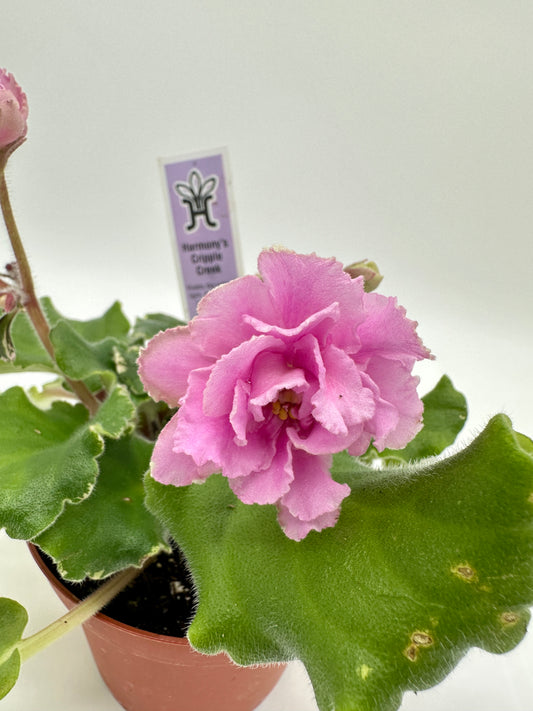 Harmony's Cripple Creek - Live African Violet 4"