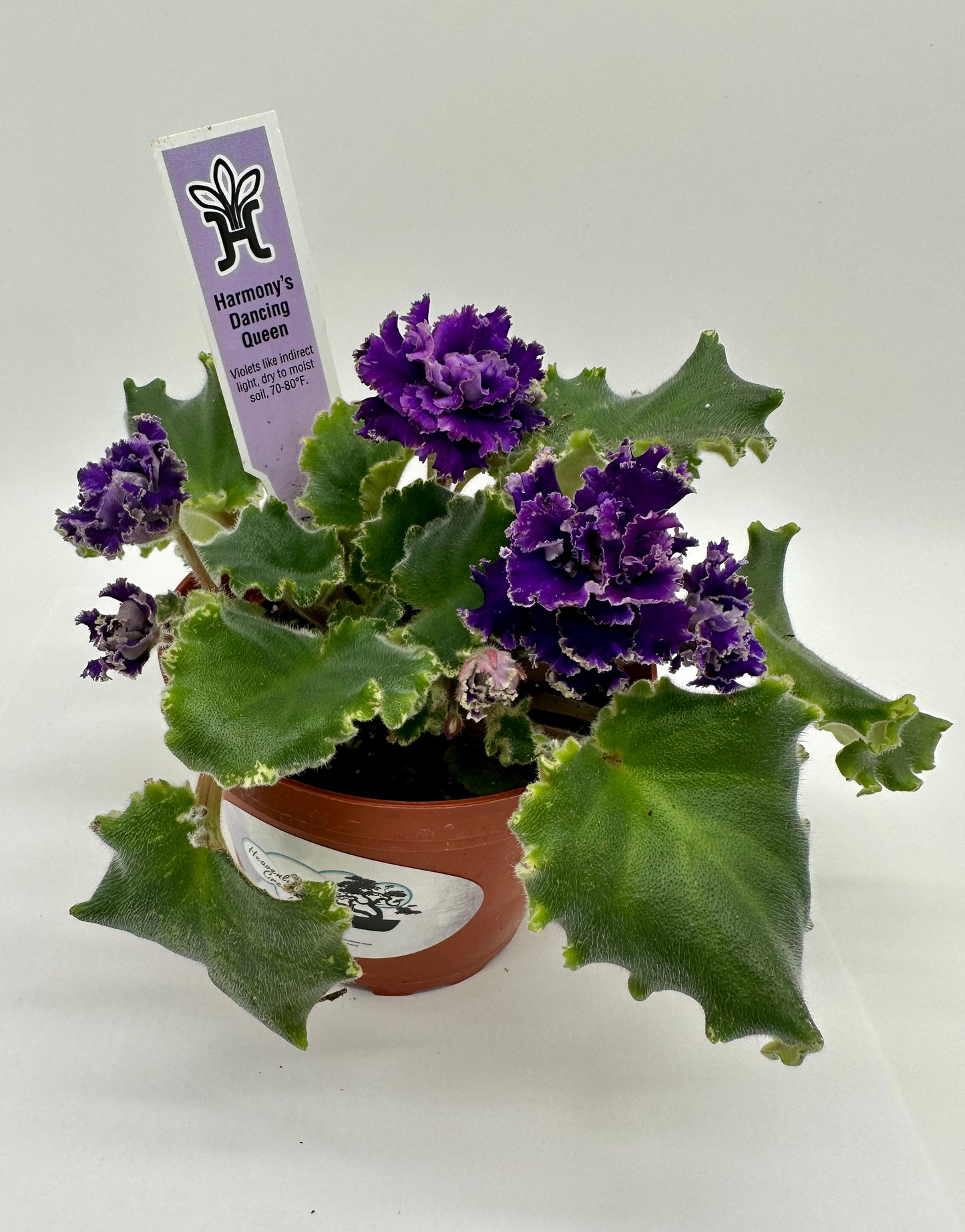 Harmony's Dancing Queen - Live African Violet 4"