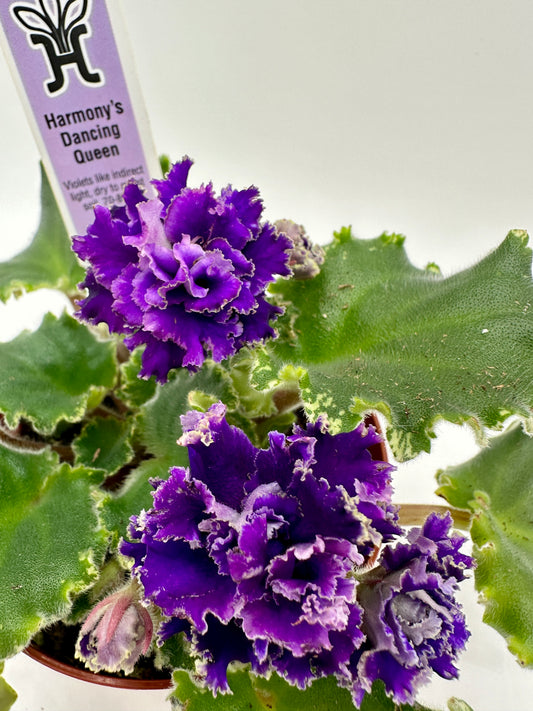 Harmony's Dancing Queen - Live African Violet 4"