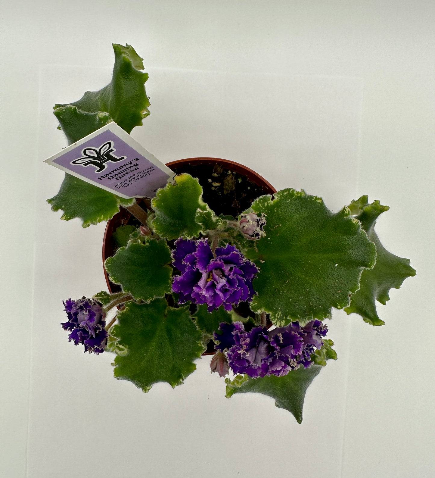 Harmony's Dancing Queen - Live African Violet 4"