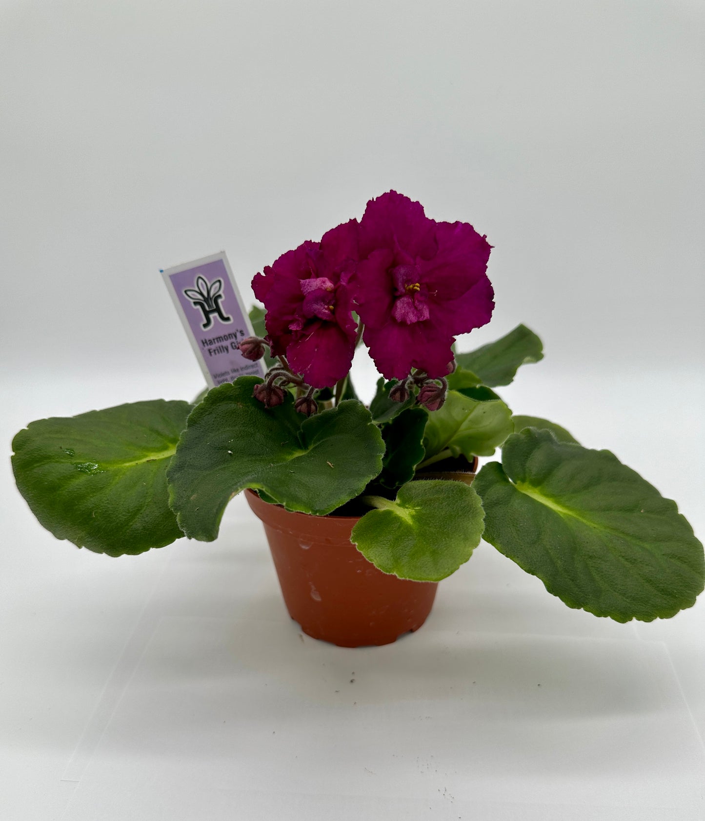 Harmony's Frilly Girl - Live African Violet 4"