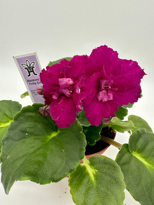 Harmony's Frilly Girl - Live African Violet 4"