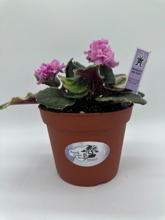 Harmony's Hot Flash - Live African Violet 6"