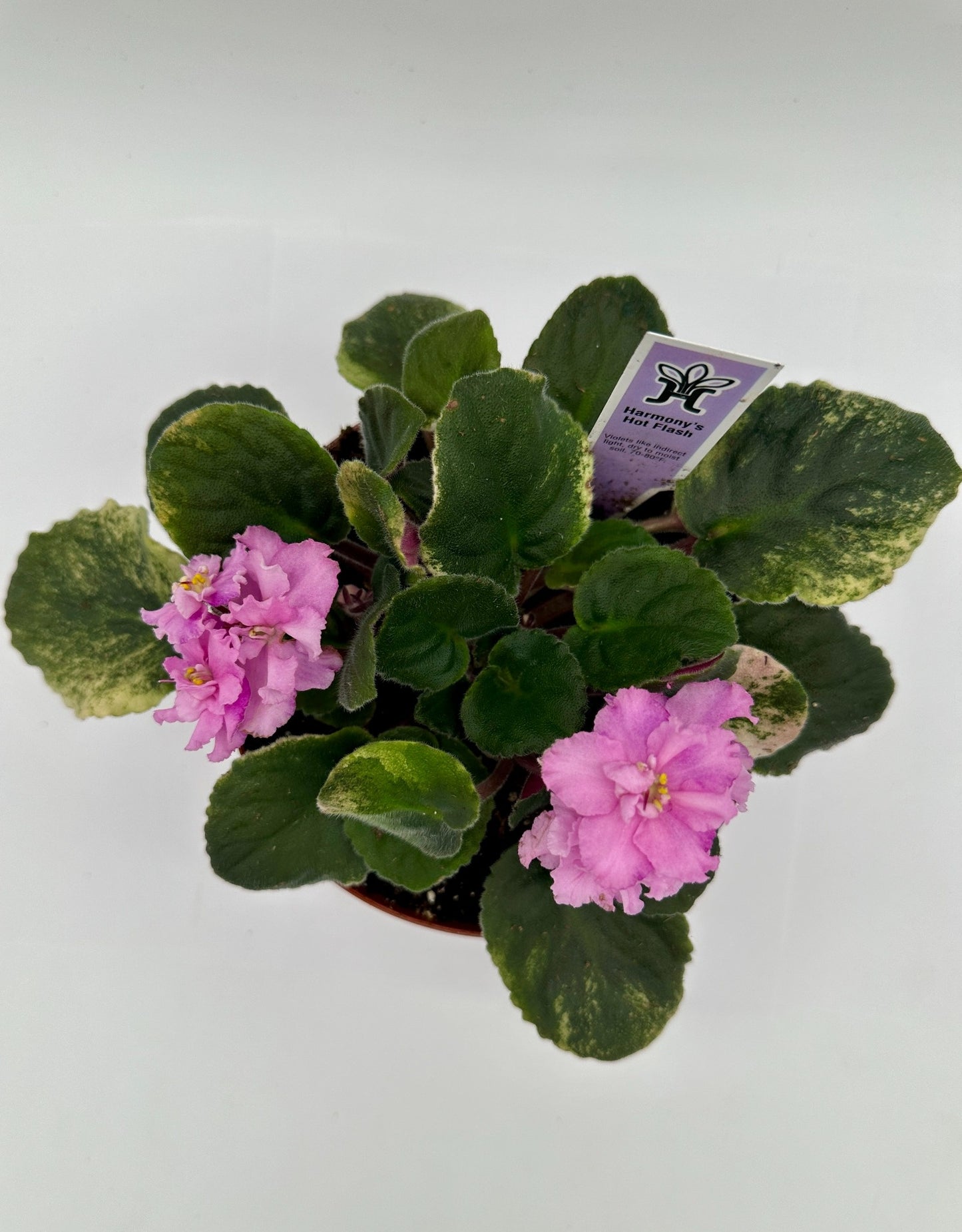 Harmony's Hot Flash - Live African Violet 6"