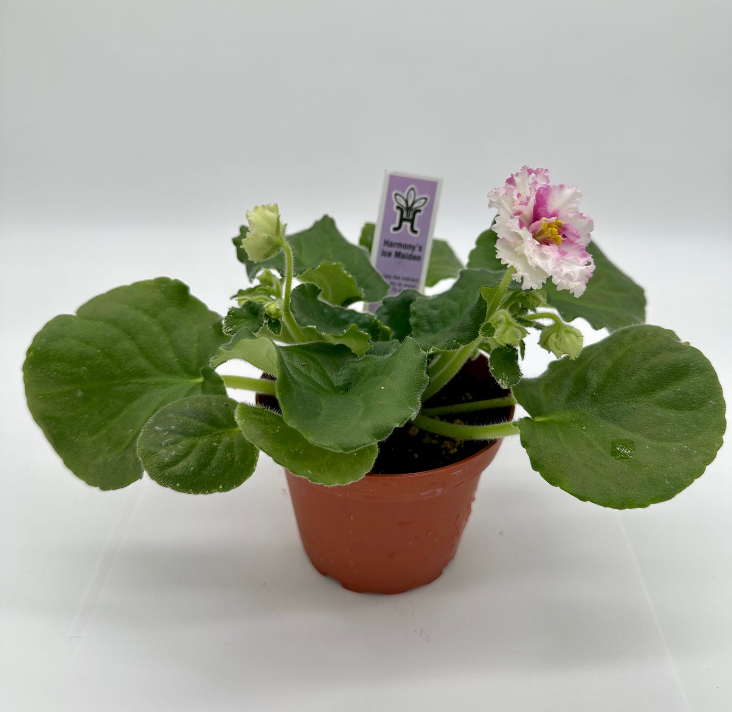 Harmony's Ice Maiden - Live African Violet 4"