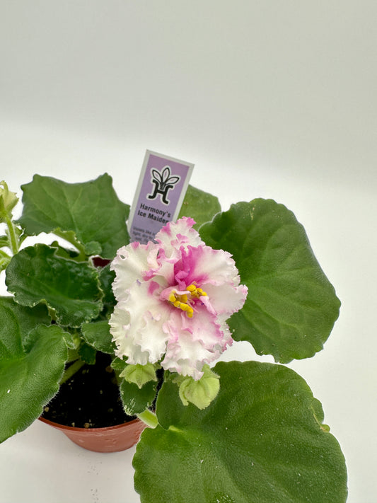Harmony's Ice Maiden - Live African Violet 4"
