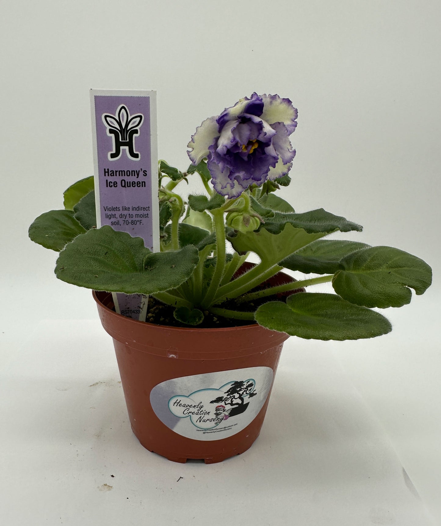 Harmony's Ice Queen - Live African Violet 4"