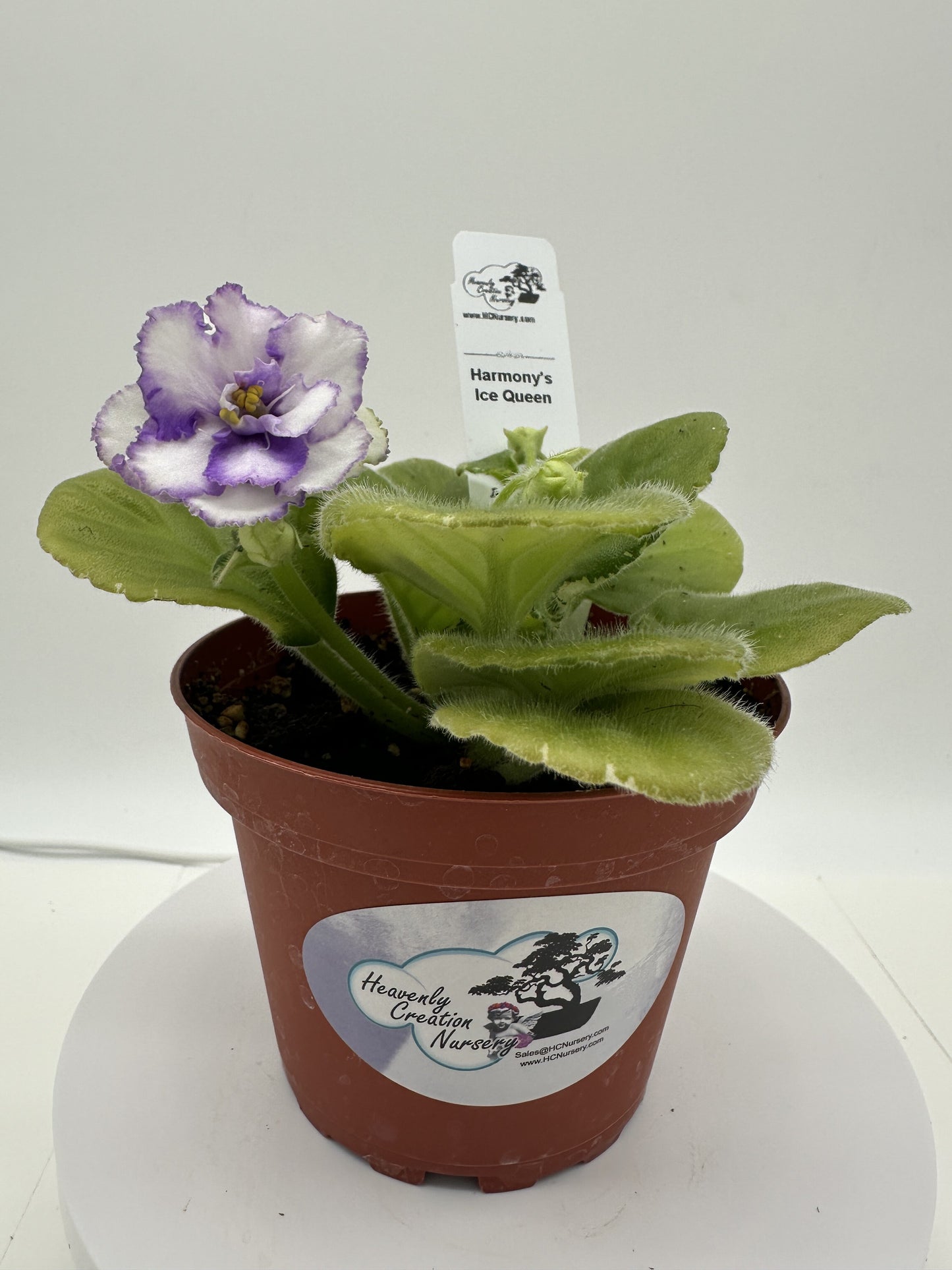 Harmony's Ice Queen - Live African Violet 4"